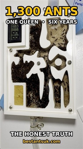 1,300 Carpenter Ants, One Queen, Six Years | Camponotus nicobarensis #shorts #antkeeping #antfarm