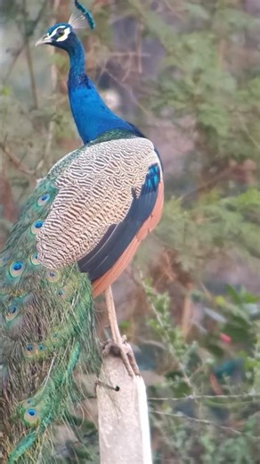 Peacock Bird 4K video. The Majestic Royal Blue Nature’s Most Beautiful Bird! 🦚#Peacock