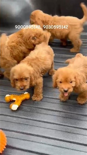 కాకపూ పప్పీస్ సేల్ కి ఉన్నాయి |Cockapoo Cute Puppies For Sale | Age 48 Days |9000595142