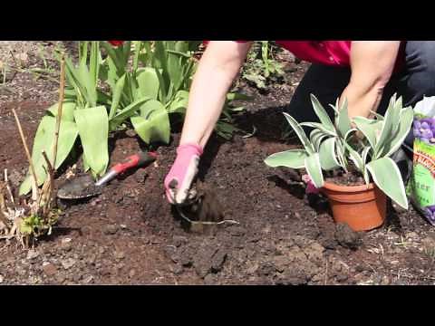 How to Transplant Tulips From Pot to Flower Bed : Grow Guru