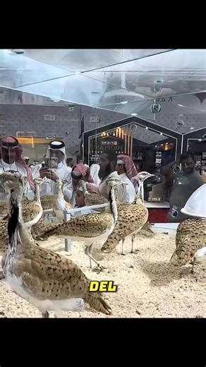 Esta ave del desierto cuesta 1,2 millones | Rafael Gil