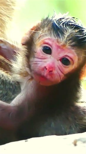 Emotional First Hours of a Newborn Baby 💖