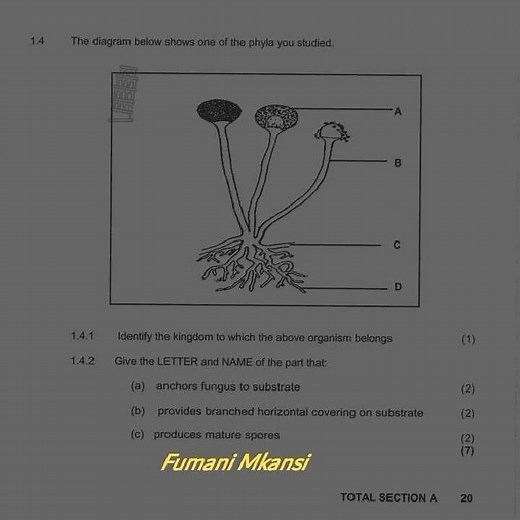 Grade 11 life science Term 1 March Exams/Test 2024