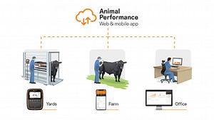 Animal Performance | Gallagher LATAM