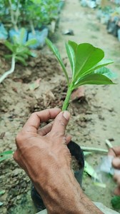 182K views · 1.1K reactions | 100% Success Adenium (Desert Rose) Grafting (Quick Tutorial) #shorts #highlights #fypシ #agriculture #villagelife #graftingplant #adenium #farmer | SS Agri Vlog | Facebook