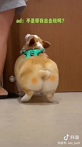 假装忘记带它出门 哈哈哈 | 囧快乐地带 Jiong Happy