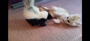 #fyp #fennecfox #fennec