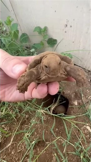 The Incredible Story of the Tiny Turtle Found in Our House#shorts