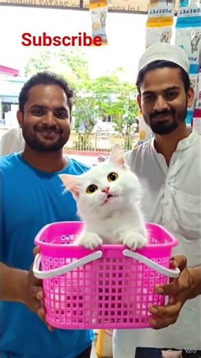 beautiful Persian kitten #whitecat #Persiancat #amazingvideo #shortvideo #lovelypets