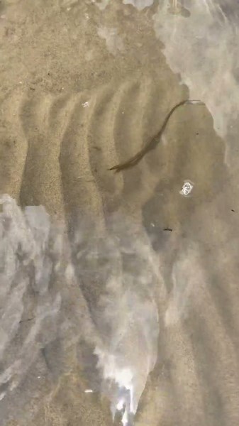 И такие рыбки бывают #нарыбалке #шортс #fishing