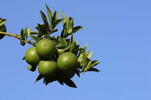 Instructions for Caring for Blood Oranges