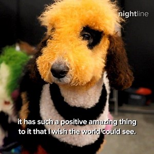 149K views · 164 reactions | CREATIVE DOG GROOMING: Inside the quirky, colorful and controversial industry that has groomers turning their dogs’ coats into vibrant canvases. More tonight on Nightline. | Nightline | Facebook