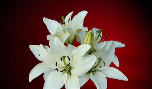 Derry Death Notices - Wednesday, August 27, 2025