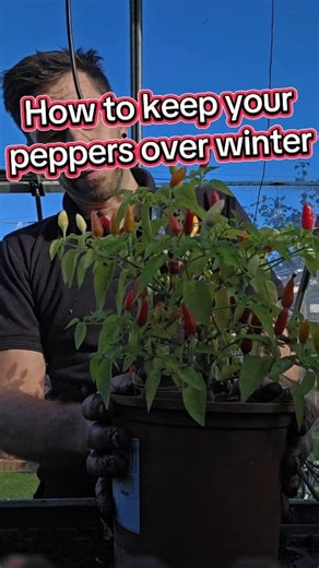 🌶 I’ve just tucked my chilli and pepper plants away for the winter — pruned, repotted, and ready for a long winter nap 🌿✨ It feels a little magical knowing that come February they’ll wake up, grow strong, and fruit weeks earlier than usual. Gardeni🌶 I’ve just tucked my chilli and pepper plants away for the winter — pruned, repotted, and ready for a long winter nap 🌿✨ It feels a little magical knowing that come February they’ll wake up, grow strong, and fruit weeks earlier than usual. Gardeni