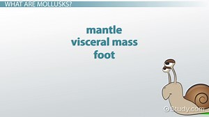 Mollusk & Phylum Mollusca | Characteristics, Types & Examples - Video | Study.com