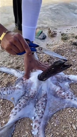 Giant Octopus Swallowed a Black Fish 😱🐙 | Unbelievable Sea Creature Moment