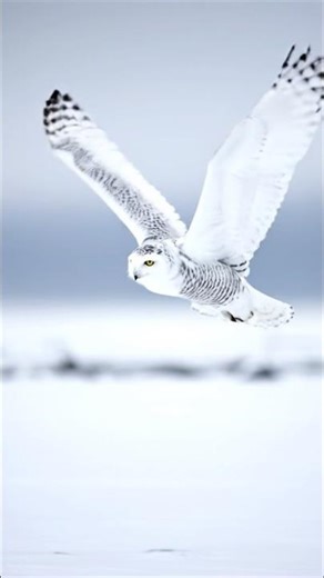 Peaceful Flight of a Snowy Owl🦉🛫#DreamScreenAI #shortvideo