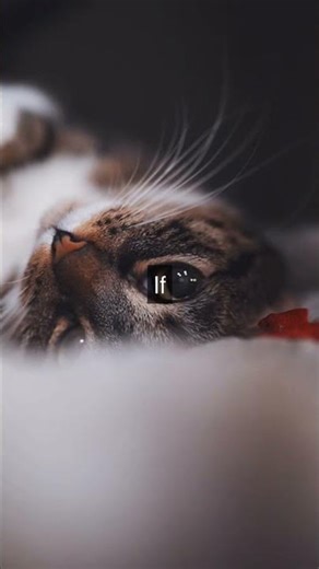 When Do Male Cats Start Mating A male cat or tomcat can begin mating when he is between...