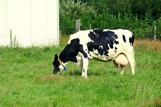 What Happen to Dairy Cows If They Are Not Milked?