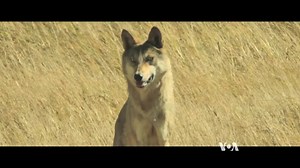 'Wolf Totem' Offers Environmental Message