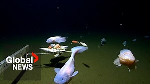 Scientists break world record for deepest fish ever caught — and filmed - The Global Herald