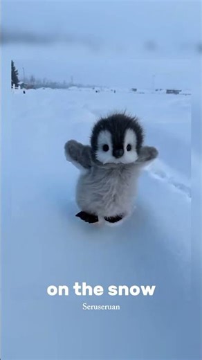 baby penguin funny #penguin #funny #shorts #amerika #trending #snow