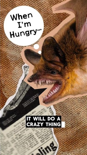 Bat #12 - The Mexican Fishing Bat! 🦇This Bat Catches Fish Out Of The Water! #bats #mammals #science