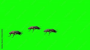 Three termites intensively preen themselves in sync, and then scatter in different directions.