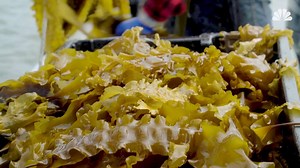 41K views · 149 reactions | Bren Smith, the owner of Thimble Island Ocean Farms, a kelp farming operation in the Long Island Sound, explains just how important kelp will be for our future. via NBC News MACH | NBC News | Facebook