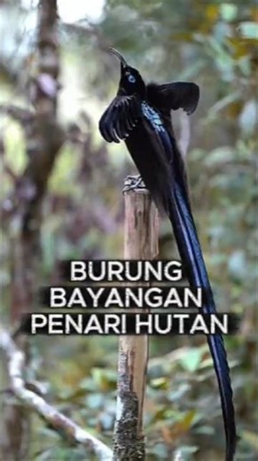 Why Do Black Sicklebills Look Like Living Shadows in the Papuan Forest?