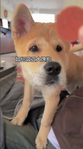 Starving Eyes of a Pure Chinese Dog: A Heartwarming Story