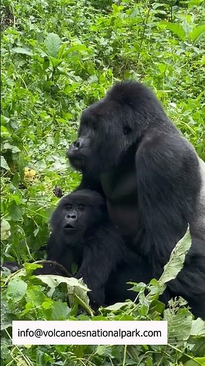 Gorilla Mating-Mountain gorilla tours#gorillas | How do gorillas mate?
