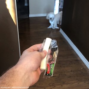 Bird Box Challenge: Dog Edition Patrick Barnes | Patrick Barnes