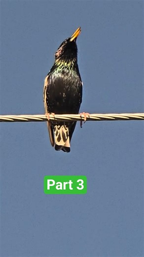 European Starling Part 3