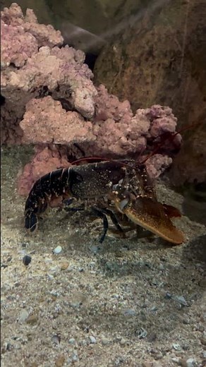 Watch the Lobster in Action at Blue Planet Aquarium #aquarium #lobster