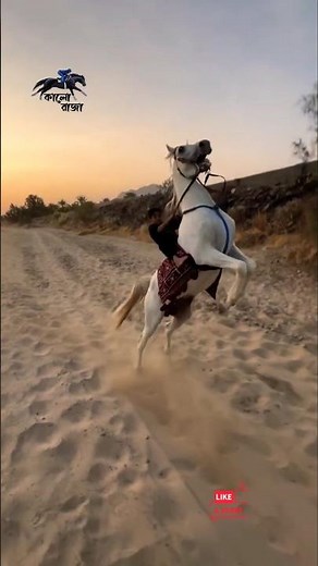 Arabian Horse Racing | Arabian Horse Riding 🐎🔥 #horse #horsepower