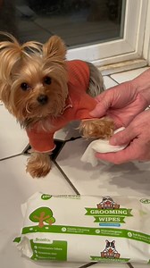 2.6K views · 9K reactions | FYI- Hoomans still in training! #thecrew #mylilcrew❤️❤️❤️ Puppy love  @pogipets dadddy loves keeping me clean w these amazing thick wipes. #yorkiesofinstagram #dogsofinstagram #cutenessoverload #yorkie #dog #yorkielife #dogphotography #doguestyle | Teresa Torres-Webberley | Facebook