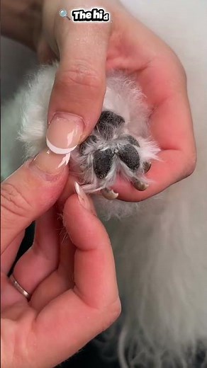 The Nail Trim This Dog Desperately Needed! 🐾✂️ #DogNails #VetCare