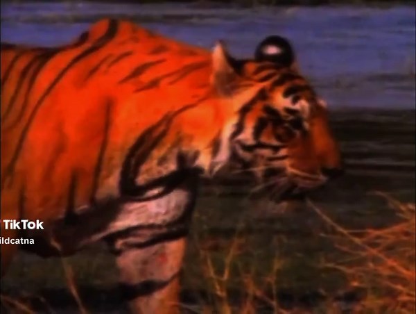 Interesting Facts About Tigers: The Apex Predator