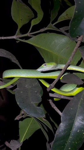Green Vine Snake in the wild