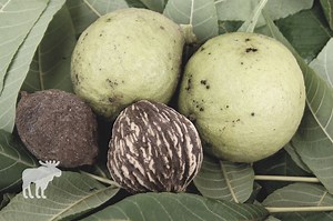 Black Walnut: Key Facts — Forest Wildlife