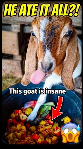 Funny Goat Sticks Out Its Tongue While Eating! 😂🐐