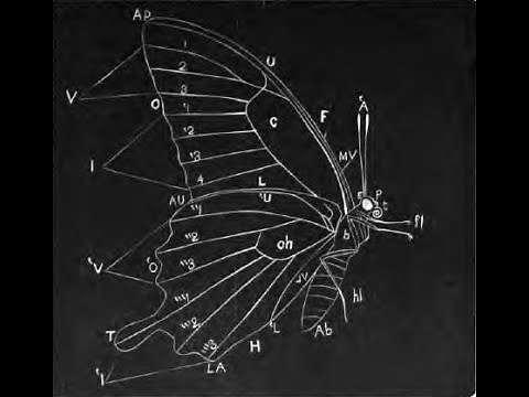 Butterfly Anatomy 101