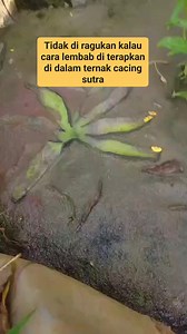 Ide ternak cacing sutra dengan cara lembab. #reels #cara #tutorial #ternakcacingsutra #budidayacacingsutra #cacingsutra #casut #cacingtubifex #tubifexworms #ternakpakanikanalami #pakanikanhias #pakanbenihikan #pakanikanterbaik #pakanikan #culturcacingsutra #edukasi #inspirasi #usahacacing | Budidaya cacing sutra tanpa lumpur