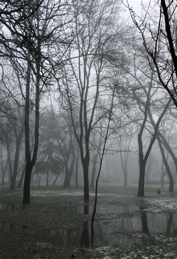 My Cozy Stuffed Animal Collection