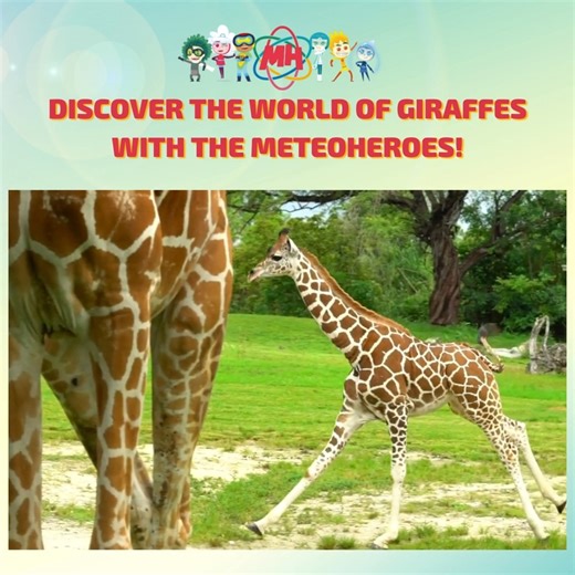 漣 Let's explore the incredible world of giraffes! Did you know that...