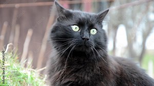 Black Chantilly Tiffany cat staring at something in the grass in garden Stock Video