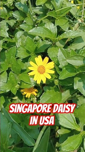 Singapore Daisy: The Fast-Growing Tropical Ground Cover Taking Over USA Gardens 🌼🇺🇸#USAGardening