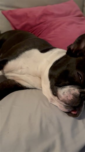 3.6K views · 39 reactions | Love at first sight #adoptdontshop #rescuedogs #bostonterrier #yorkies #dorkies #frenchton | thegoodwrench | Facebook