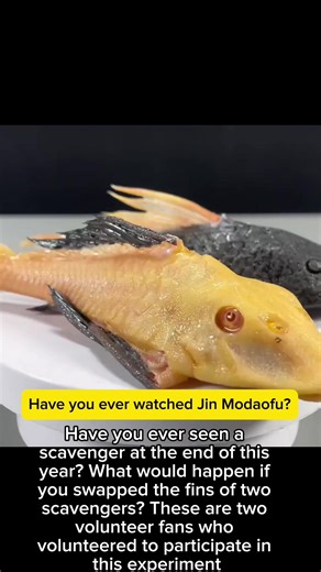 loveseaanimals1 (@loveseaanimals1)’s video of fish